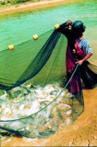 Parceria com Hungria melhorará técnica de criação de peixe em MT