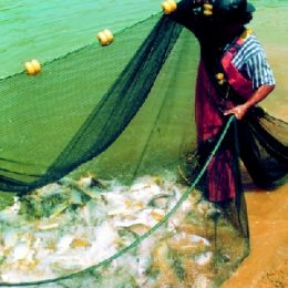 Parceria com Hungria melhorará técnica de criação de peixe em MT
