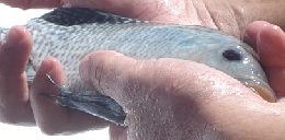 Mato Grosso deve liderar produção nacional de peixes
