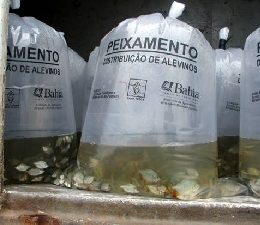 Pescadores baianos receberam cinco milhões de alevinos em 2013