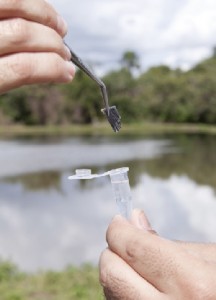 Identificação eletrônica de peixes agrega valor ao produto