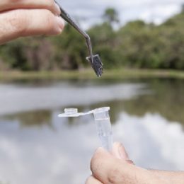 Identificação eletrônica de peixes agrega valor ao produto
