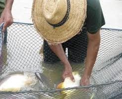 manejo peixes