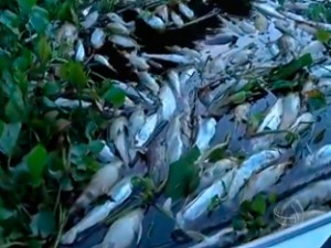 peixes