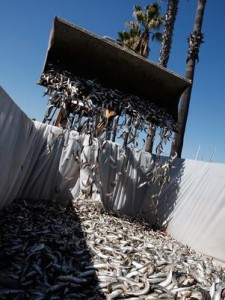 sardinhas peixes