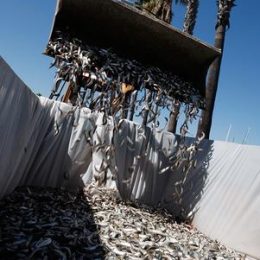 sardinhas peixes
