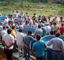 sistema producao tilapia