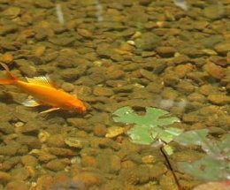 peixes
