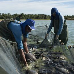 O mercado está pra peixe