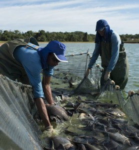 O mercado está pra peixe
