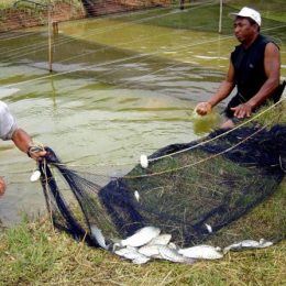 Piscicultores devem renovar licenças ambientais