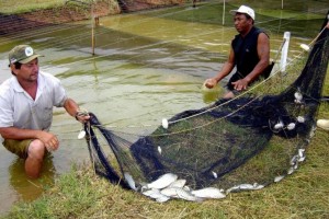 Piscicultores devem renovar licenças ambientais
