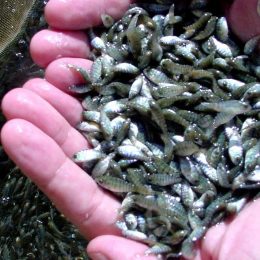 Piscicultura atrai interesse de estudantes