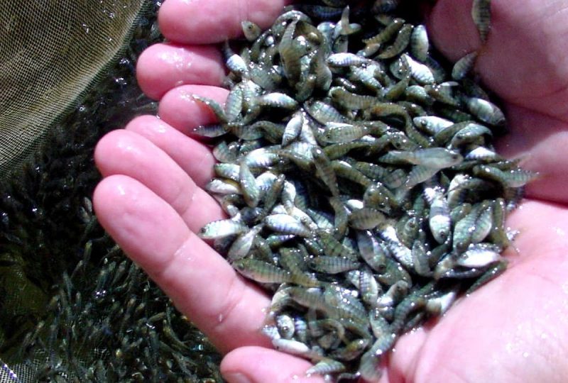 Piscicultura atrai interesse de estudantes