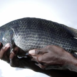 ilapia