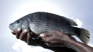 ilapia