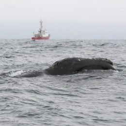 baleia-negra