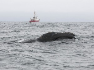 baleia-negra