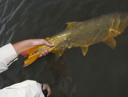 Paraná proíbe pesca do dourado no Parque Nacional da Ilha Grande