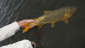 Paraná proíbe pesca do dourado no Parque Nacional da Ilha Grande