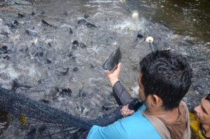 peixes