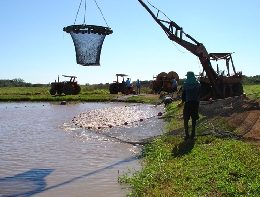 Projeto Aquasec reúne pesquisa para padronização de sanidade aquícola