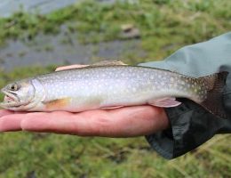 truta