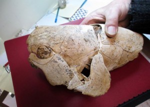 musculatura de peixe