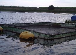 Projeto estimula produção de alimentos em aldeias Tembé