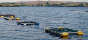 Senar promove curso de piscicultura em Augustinópolis
