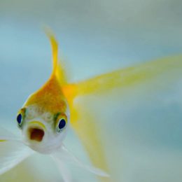 peixe dourado