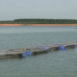 Projetos de piscicultura vão beneficiar cinco municípios do baixo-Tocantins