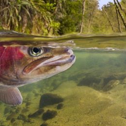 truta típica da Califórnia (Foto: Frans Lanting / Mint Images/picture alliance / DPA/AFP)