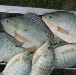 Feira Nacional de Peixes de Água Doce será em outubro
