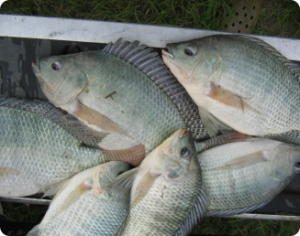 Feira Nacional de Peixes de Água Doce será em outubro