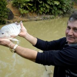 Festa Nacional da Tilápia começa nesta sexta-feira em Guaramirim, no Norte de Santa Catarina