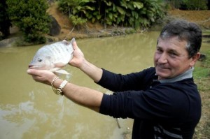 Festa Nacional da Tilápia começa nesta sexta-feira em Guaramirim, no Norte de Santa Catarina