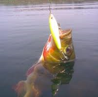 pesca peixe dourado