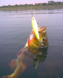 pesca peixe dourado