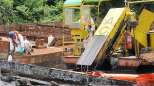 Impacto do derramamento de óleo em peixes é avaliado por pesquisa