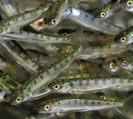 Emater discute criação de peixe em tanque rede em Belo Monte