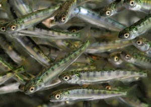 Emater discute criação de peixe em tanque rede em Belo Monte 