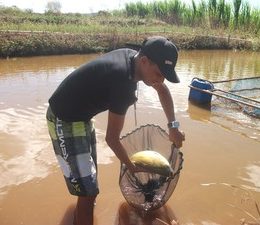 Projetos de piscicultura movimentam a economia da região de Bocaina (Foto: Gil Oliveira/ G1)