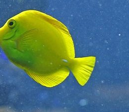 peixe