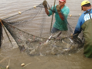 de peixe