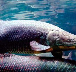 Pesquisa identifica 4 peixes do oeste do PA com mais ômega 3