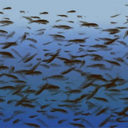 Ministério de Pesca firma acordo com Costa do Marfim