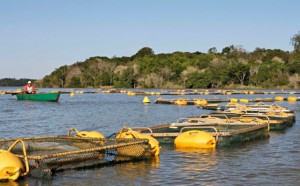 Sebrae realiza curso para piscicultores e empreendedores