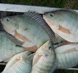 Feira Nacional de Peixes de Água Doce será em outubro