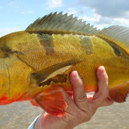 Catálogo traz informações sobre espécies de peixes do Lago de Palmas